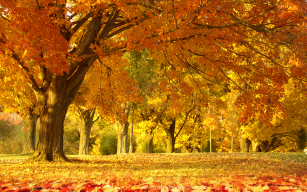 listing.media.image_placeholderOuvrir en plein écran