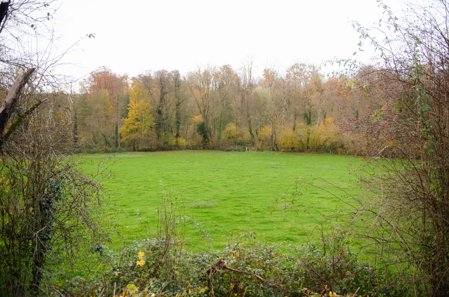Terrain acquis à Chancenay - Crédits photo : Banque des Territoires