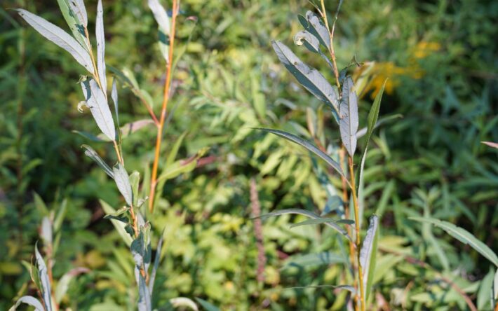 6 000 boutures de saules ont été plantées dans l’ancien lit pour forcer la Savoureuse à rester dans le nouveau lit recréé. Crédit photo : Banque des Territoires