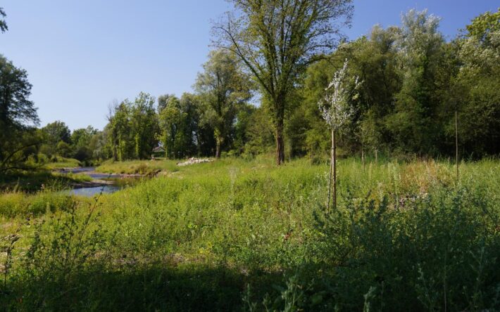 6 000 boutures de saules ont été plantées dans l’ancien lit pour forcer la Savoureuse à rester dans le nouveau lit recréé. Crédit photo : Banque des Territoires