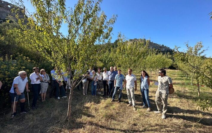 Le 10 juillet, la CCVBA a inauguré, aux Baux-de-Provence, une amandaie irriguée grâce à des eaux usées traitées - Crédit photo : CCVBA