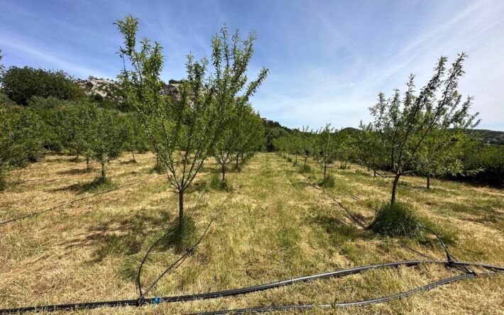 C’est la première fois que l’irrigation par eaux usées traitées est expérimentée sur des parcelles d’oliviers et d’amandiers - Crédits photo : Banque des Territoires