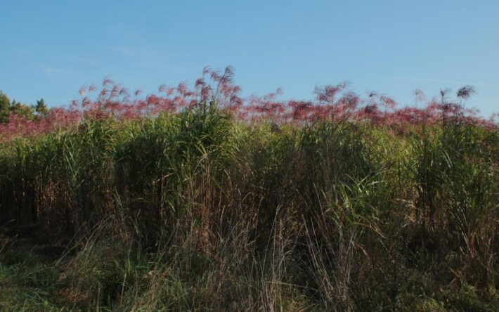 À Saint-Jean-de-Bournay, le GAEC de la Ferme des Platanes cultive un champ de 3,5 hectares de miscanthus, dont 2 hectares destinés à la chaudière de la salle omnisports - Crédits photo : Banque des Territoires