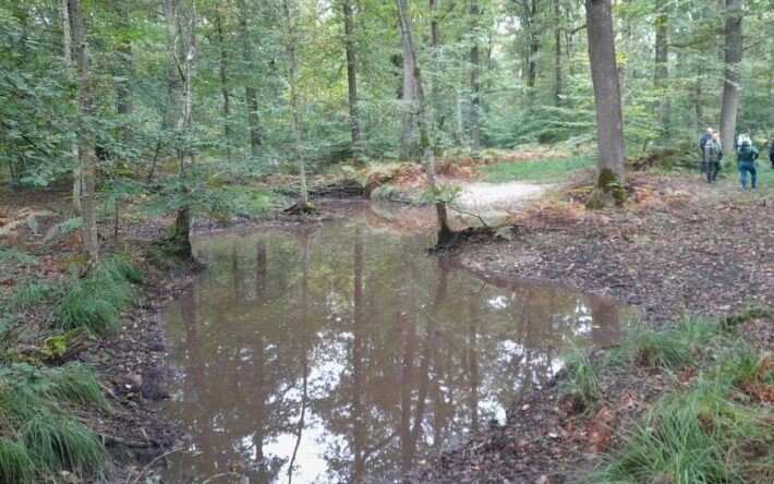 Octobre 2024, une mare remise en eau après travaux - Crédits photo : Frangeul, ONF