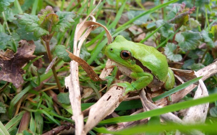 Les mares riches en herbiers aquatiques et sans trop de couvert arboré sont propices à la rainette verte - Crédits photo : J-Lefèvre, ONF