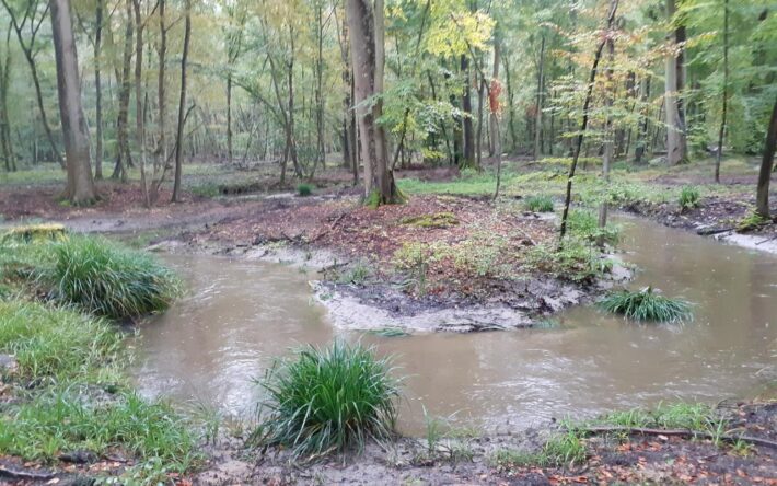 Le  ru de Berne a été replacé dans ses anciens méandres - Crédits photo : Frangeul, ONF