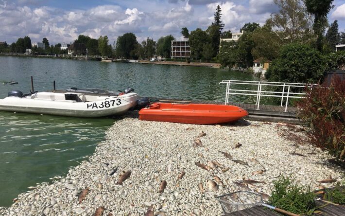 Suite à la canicule de l’été 2020, 12,5 tonnes de poissons morts ont été évacués du lac d’Enghien-les-Bains en seulement 4 jours ! - Crédits photo : SIARE