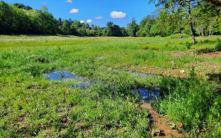 Dès le printemps 2022, l'écosystème de la zone humide laisse apparaître une flore diversifiée - Crédits photo : SMBMA