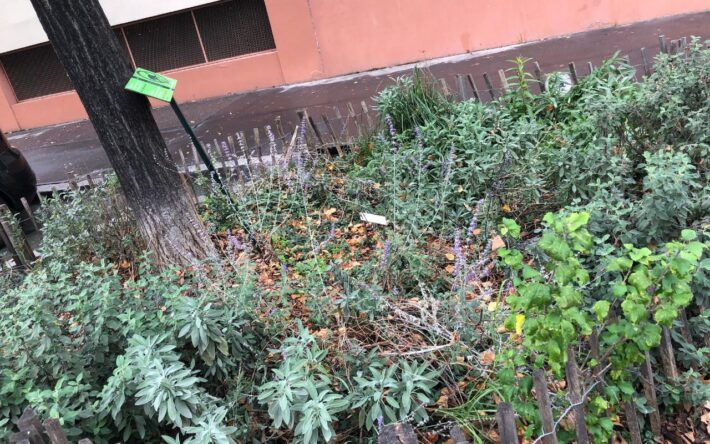 La végétation plantée en pied d’arbre est constituée d’espèces extensives, qui nécessitent peu d’entretien, et favorisent la biodiversité - Crédits photo : Banque des Territoires