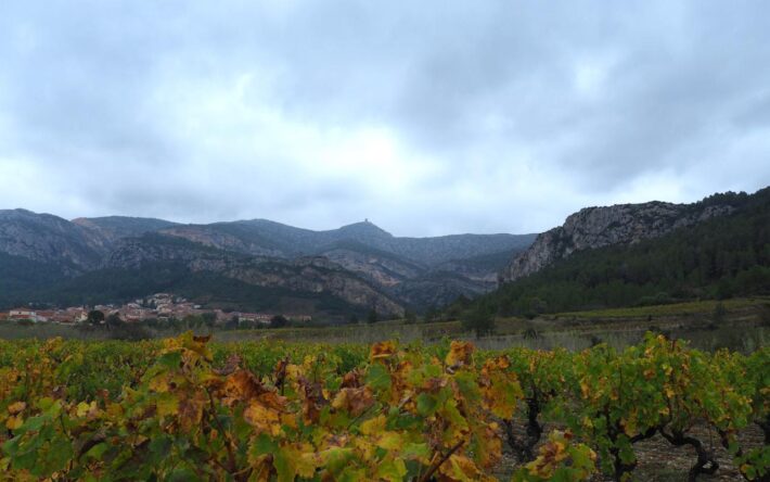 Paysage viticole typique des Pyrénées-Orientales – Crédits photo : Banque des Territoires
