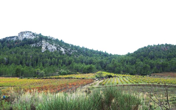 Paysage viticole typique des Pyrénées-Orientales – Crédits photo : Banque des Territoires