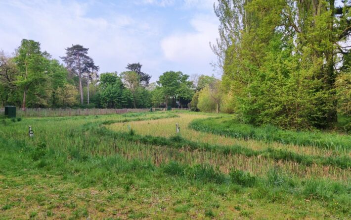 Filtre au printemps, roseaux en pousse - Crédits photo : Ville de Paris