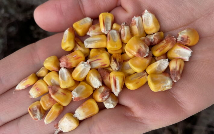Le rendement de la production des grains de maïs est identique avec le lisain et l’urée de synthèse - Crédits photo : Maurane Valdelfener